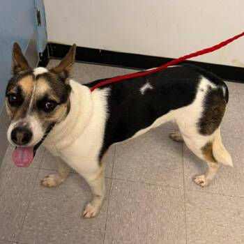 Sebastian 26-07-019 -  Mixed Breed Dog for Adoption in Bastrop, Texas - Sebastian 26-07-019 | PetCurious