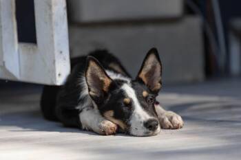 Reese -  Australian Shepherd and German Shepherd Dog Dog for Adoption in Paso Robles, California - Reese | PetCurious