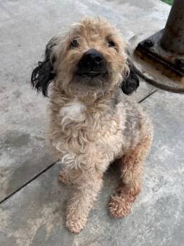 Poodle Dogs Available for Adoption - Hickory | PetCurious