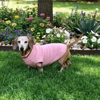 Frieda -  Miniature Dachshund Dog for Adoption in Warren, Rhode Island - Frieda | PetCurious