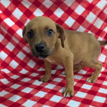 Puppy G -  Mixed Breed Dog for Adoption in Jefferson City, Tennessee - Puppy G | PetCurious