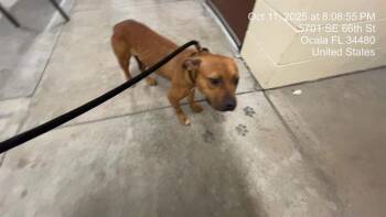 Rescue Pit Bull Terrier Dogs for Adoption in Ocala, Florida - KIARA | PetCurious