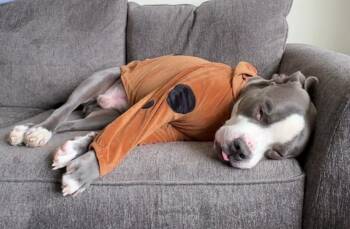 Winston -  Pit Bull Terrier and American Staffordshire Terrier Dog for Adoption in Troy, Michigan - Winston | PetCurious