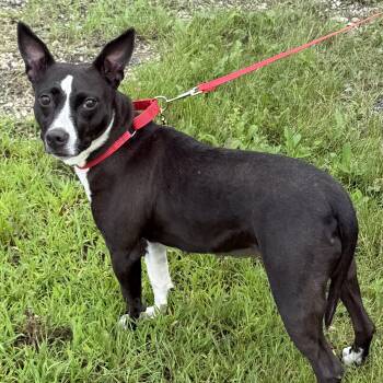Maddie -  Mixed Breed Dog for Adoption in Libertyville, Illinois - Maddie | PetCurious