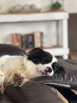 Mixed Breed Dogs Available for Adoption in Union Grove, Wisconsin - Louie | PetCurious