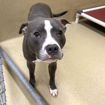Pit Bull Terrier Dogs Available for Adoption - Sapphire #19282 | PetCurious