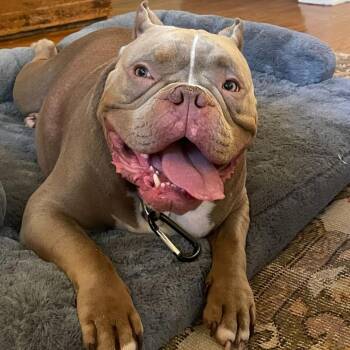 Pit Bull Terrier Dogs Available for Adoption - Boudin | PetCurious