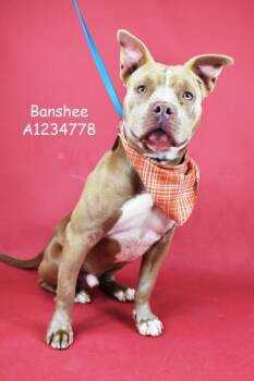Rescue Pit Bull Terrier Dogs for Adoption in Thousand Oaks, California - Banshee - LONGTIME RESIDENT! | PetCurious