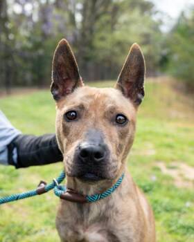 Mixed Breed Dogs Available for Adoption in Chamblee, Georgia - Andrielle | PetCurious
