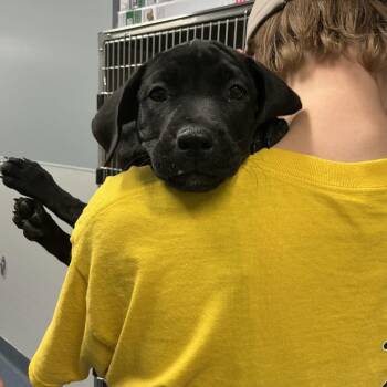 Apollo -  Labrador Retriever and Mixed Breed Dog for Adoption in Saint Joseph, Missouri - Apollo | PetCurious