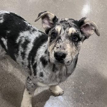 Catahoula Leopard Dog and Mixed Breed Dogs Available for Adoption - Dolly | PetCurious