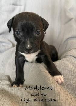 Madeleine -  Pit Bull Terrier Dog for Adoption in Colorado Springs, Colorado - Madeleine | PetCurious