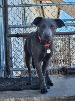 Silver -  Labrador Retriever Dog for Adoption in Peru, Illinois - Silver | PetCurious