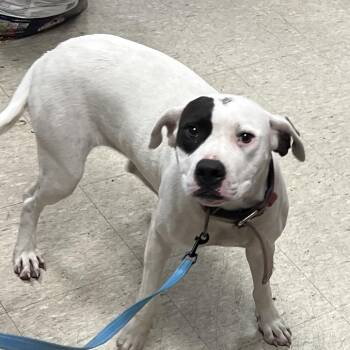 Shay -  Pit Bull Terrier Dog for Adoption in East St. Louis, Illinois - Shay | PetCurious
