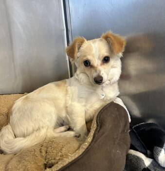 Chihuahua Dogs Available for Adoption - Butterfly | PetCurious