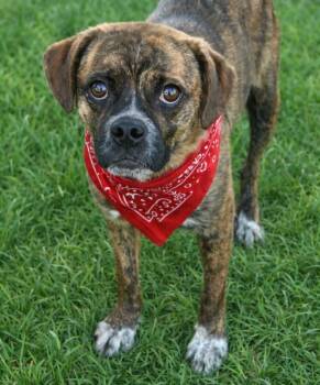 Pekingese Dogs Available for Adoption - Lewis | PetCurious