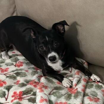 Minnie Mouse -  Chihuahua and Dachshund Dog for Adoption in Baton Rouge, Louisiana - Minnie Mouse | PetCurious