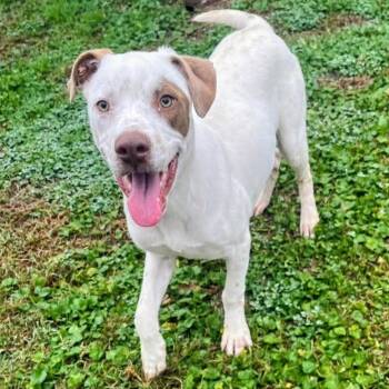 Carlos -  Mixed Breed Dog for Adoption - Carlos | PetCurious