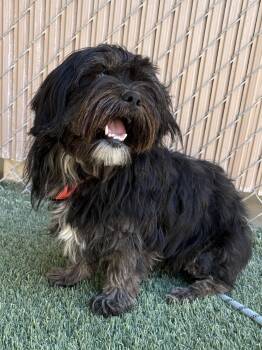 Scruffy -  Terrier Dog for Adoption in Mesquite, Nevada - Scruffy | PetCurious