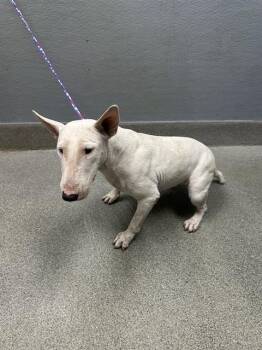 RASPBERRY RUSH -  Bull Terrier Dog for Adoption in Las Vegas, Nevada - RASPBERRY RUSH | PetCurious
