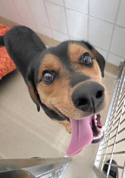 DINO -  Siberian Husky and Rottweiler Dog for Adoption in Derwood, Maryland - DINO | PetCurious