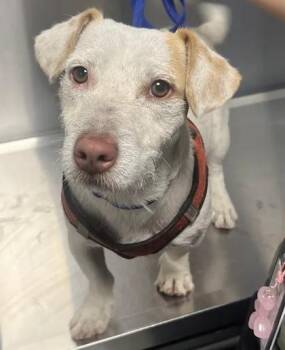 Frisco -  Terrier and Mixed Breed Dog for Adoption in Fresno, California - Frisco | PetCurious