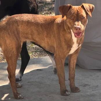Rescue Labrador Retriever Dogs for Adoption in Saint George, Vermont - Cinnamon | PetCurious