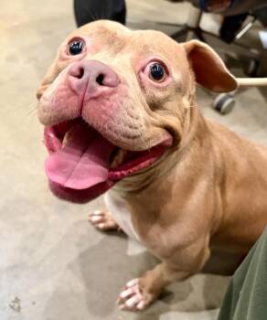 Glenda -  Pit Bull Terrier Dog for Adoption in Douglasville, Georgia - Glenda | PetCurious