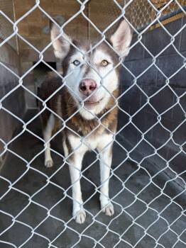 Sonya -  Husky Dog for Adoption in Las Vegas, New Mexico - Sonya | PetCurious