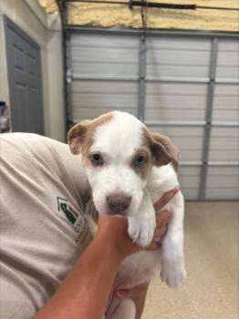 Cutie -  Great Pyrenees and Shepherd Dog for Adoption in Conway, Arkansas - Cutie | PetCurious