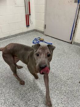 Rescue Shar Pei and Mixed Breed Dogs for Adoption in Knoxville, Tennessee - Annika | PetCurious