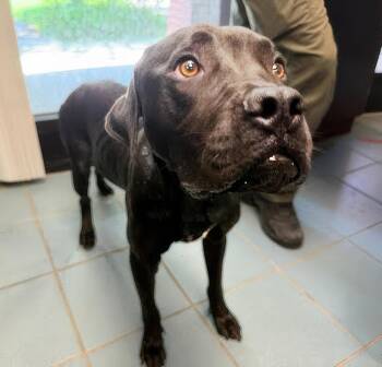 Philly -  Mixed Breed Dog for Adoption in Nashville, Tennessee - Philly | PetCurious