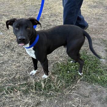 Rescue Pit Bull Terrier and Black Labrador Retriever Dogs for Adoption in Austin, Texas - Manuel | PetCurious