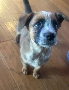 Labrador Retriever and Australian Cattle Dog Blue Heeler Dogs Available for Adoption in Columbia, Illinois - Duke | PetCurious