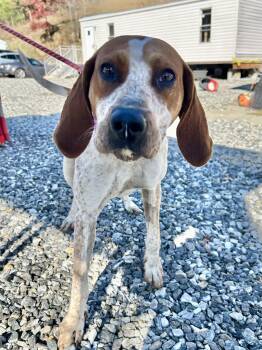 Rescue Coonhound Dogs for Adoption in Marshall, North Carolina - Maple Syrup | PetCurious