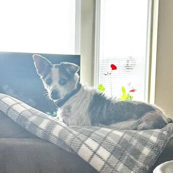 Rocky -  Chihuahua and Mixed Breed Dog for Adoption in South Riding, Virginia - Rocky | PetCurious