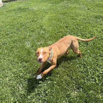 Mixed Breed Dogs Available for Adoption in Greensburg, Indiana - Ohana | PetCurious