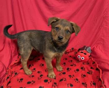 A614696 -  Australian Cattle Dog Blue Heeler and Mixed Breed Dog for Adoption in Modesto, California - A614696 | PetCurious
