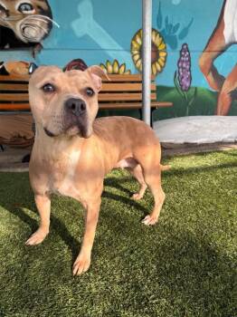Pit Bull Terrier Dogs Available for Adoption - Ava | PetCurious