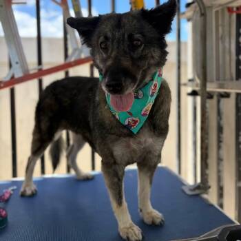 Shepherd Dogs Available for Adoption in Baldwin, Maryland - Mikaela | PetCurious