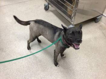 Rescue Australian Cattle Dog Blue Heeler and Akita Dogs for Adoption in Riverside, California - LEMONADE | PetCurious