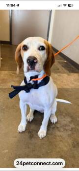 Georgia -  Hound Dog for Adoption in Surrey, British Columbia - Georgia | PetCurious