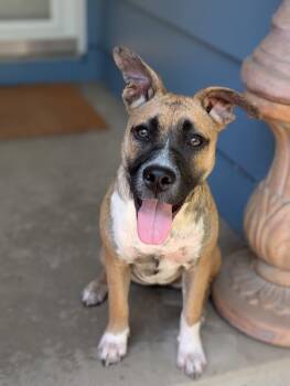 Rescue Australian Cattle Dog Blue Heeler and Dutch Shepherd Dogs for Adoption in Sacramento, California - Daisy | PetCurious