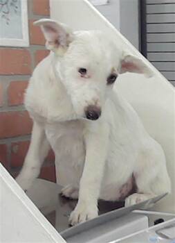 Border Collie and Mixed Breed Dogs Available for Adoption in Houston, Texas - A2067848 | PetCurious