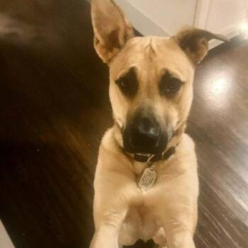 SINBAD Low Fee!  In PA!! -  Rhodesian Ridgeback and Mountain Cur Dog for Adoption in Locust Fork, Alabama - SINBAD Low Fee!  In PA!! | PetCurious