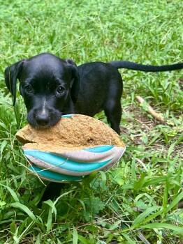 Rescue Mixed Breed Dogs for Adoption in Mobile, Alabama - Daisy | PetCurious