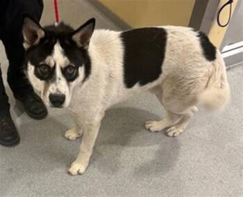 Siberian Husky and Border Collie Dogs Available for Adoption in Tustin, California - DENALI | PetCurious