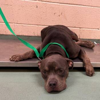 BENTO -  Mixed Breed Dog for Adoption in Memphis, Tennessee - BENTO | PetCurious