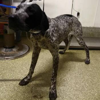 IVHS-Stray-143551 -  English Pointer Dog for Adoption in San Gabriel, California - IVHS-Stray-143551 | PetCurious
