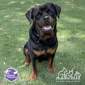 Rescue Rottweiler Dogs for Adoption in Irvine, California - HERMOSO | PetCurious
